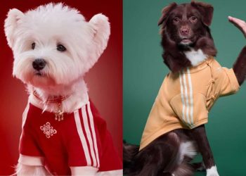 Adidas Is Outfitting Your Pets for Lunar New Year, Too